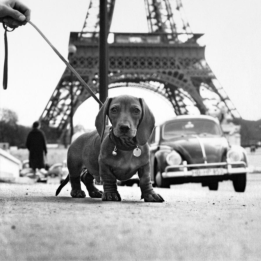 Eiffel Tower Photograph - Milo mon Chien by Hans Mauli