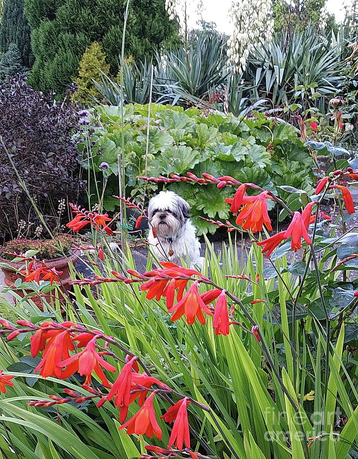Milo the gardener Photograph by Val Byrne