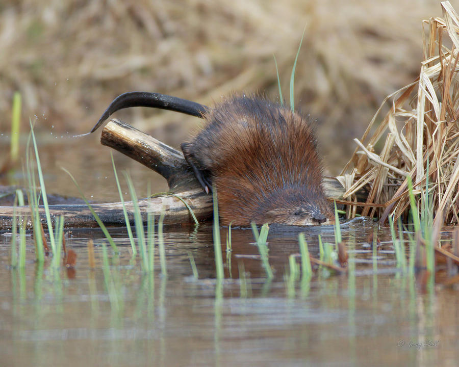 Melvin the Muskrat Photograph by Gerry Sibell