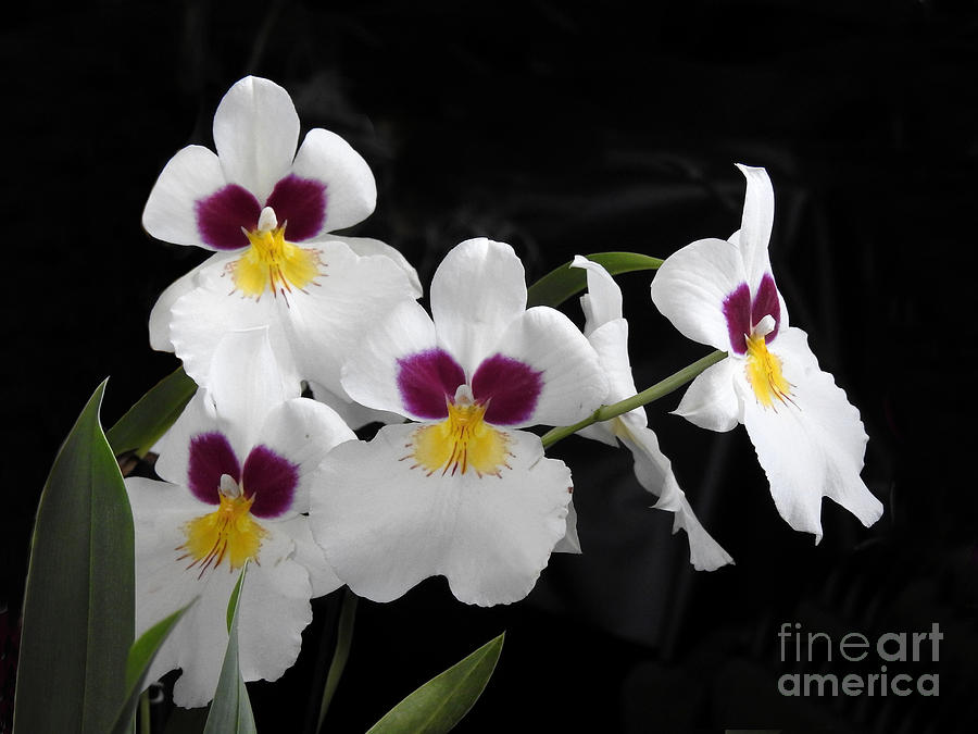 Miltonia Hybrid Orchid Photograph by Scott Cameron