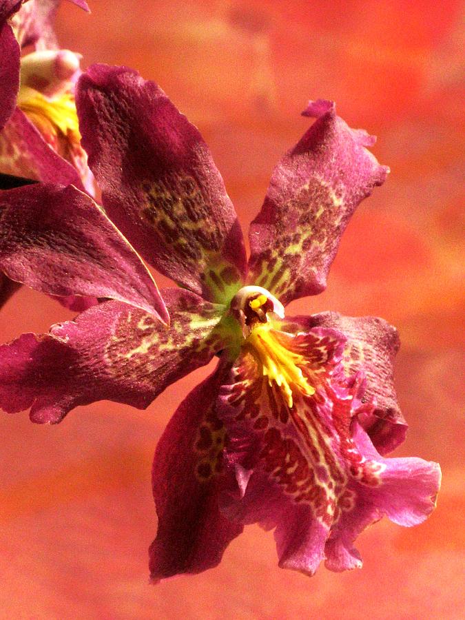 Miltonia Orchid Photograph by Alfred Ng
