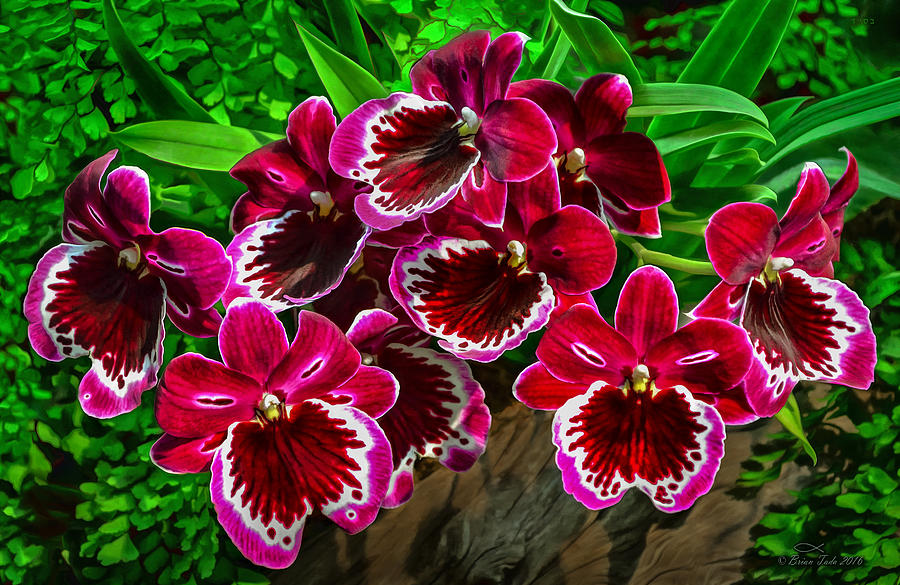 Miltoniopsis Orchids Photograph by Brian Tada