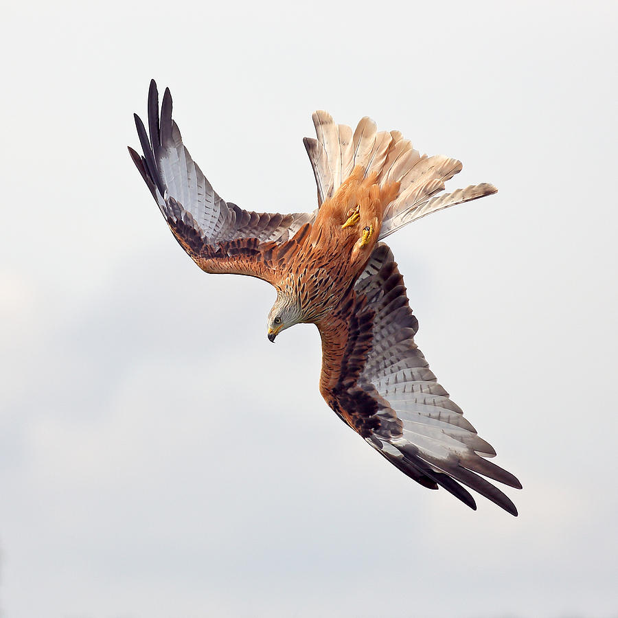 Hawk Photograph - Milvus Milvus by Grant Glendinning