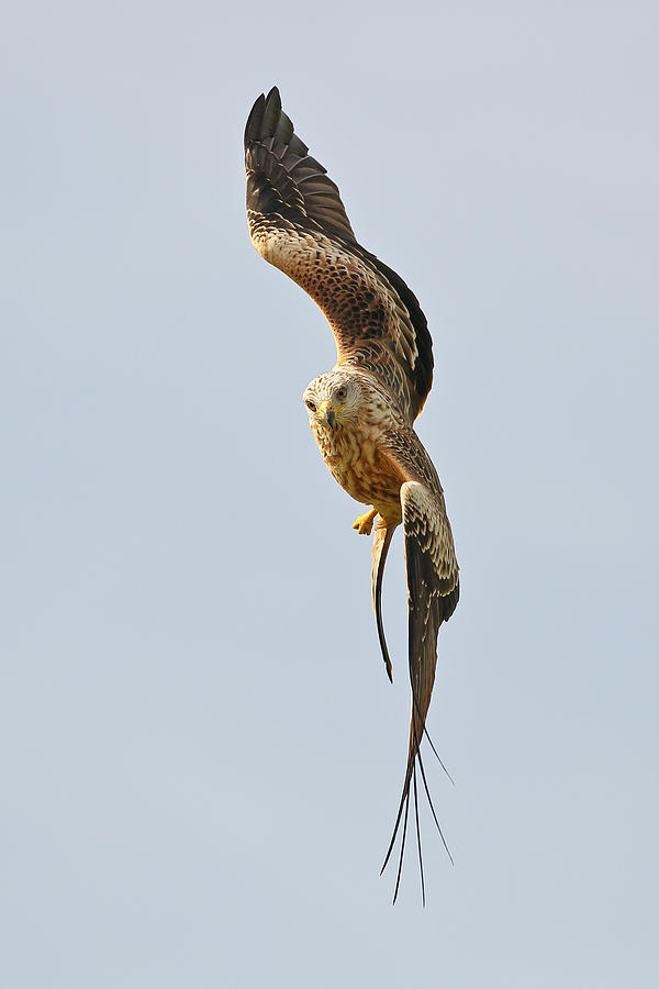 Milvus Milvus in flight Photograph by Grant Glendinning