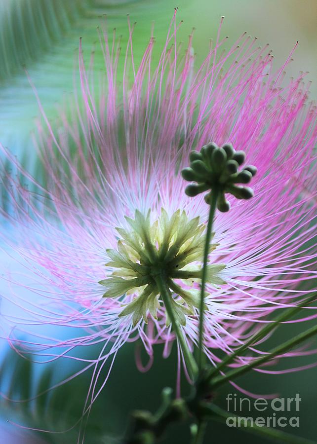 Mimosa 1 Photograph by Kim Yarbrough