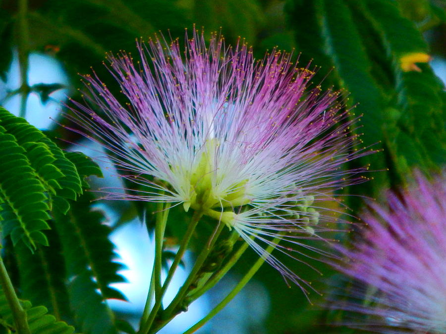 Mimosa Bloom Photograph by Virginia White