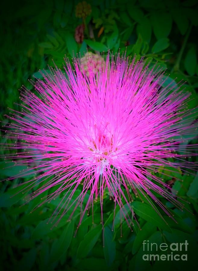 Mimosa Blossom Photograph