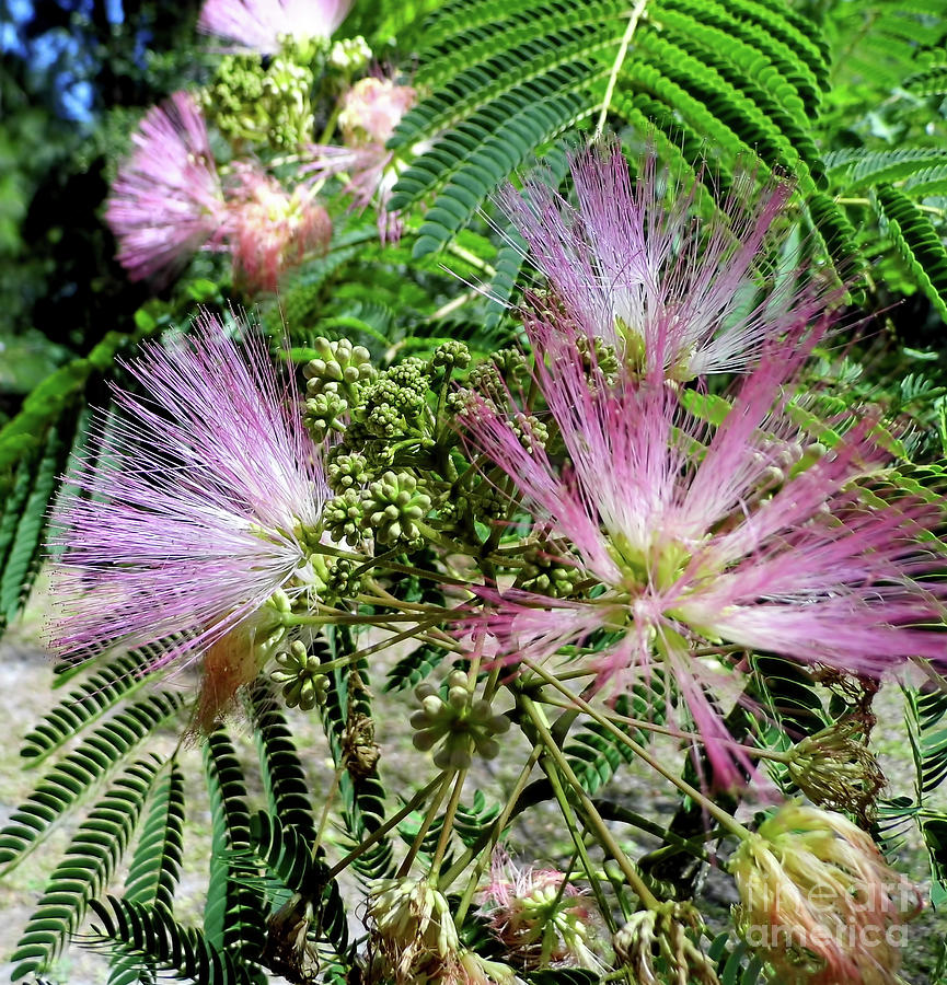 Mimosa Blossoms Photograph by D Hackett