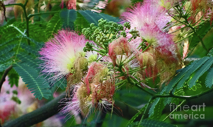 Mimosa Blossoms Photograph by Eunice Warfel