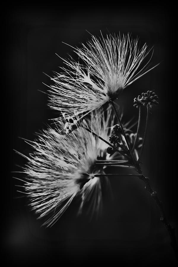 Mimosa Drama Photograph by Patricia Montgomery