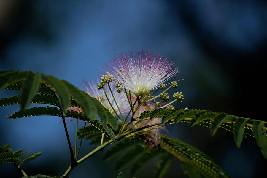 Mimosa Flower Photograph by Debra Forand