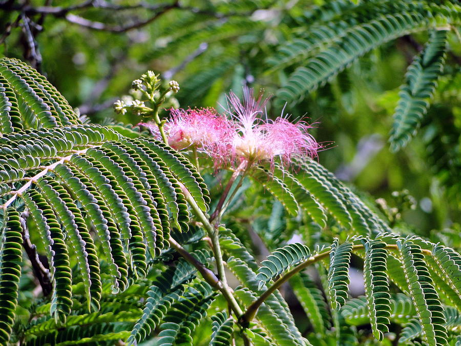 Tree Photograph - Mimosa Flower by Liz Vernand