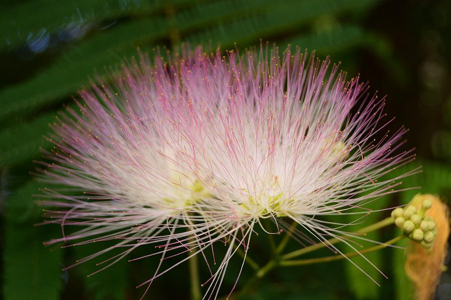 Mimosa Light Photograph by Warren Thompson - Fine Art America