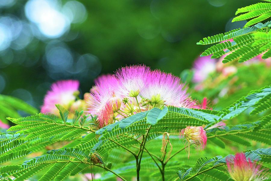 Mimosa Photograph by Lisa Wooten