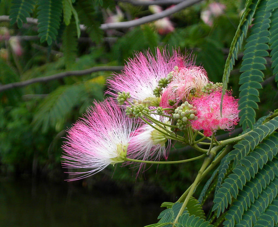 Tree Photograph - Mimosa on the Lake by Anne Cameron Cutri