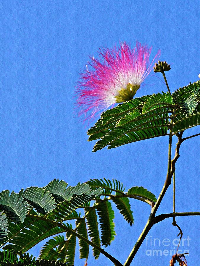 Flower Photograph - Mimosa by Sarah Loft