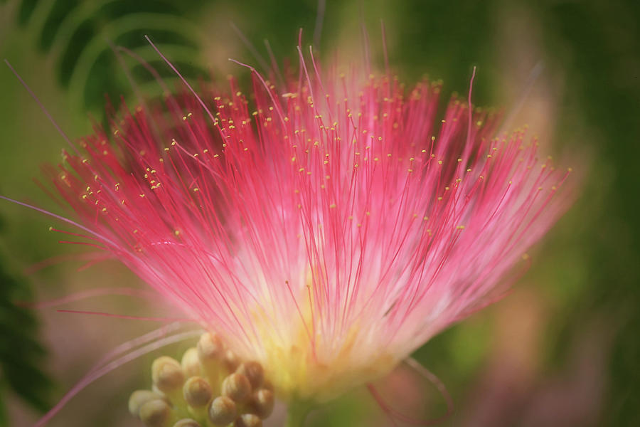 Mimosa Silk Optics Photograph by Donna Kennedy