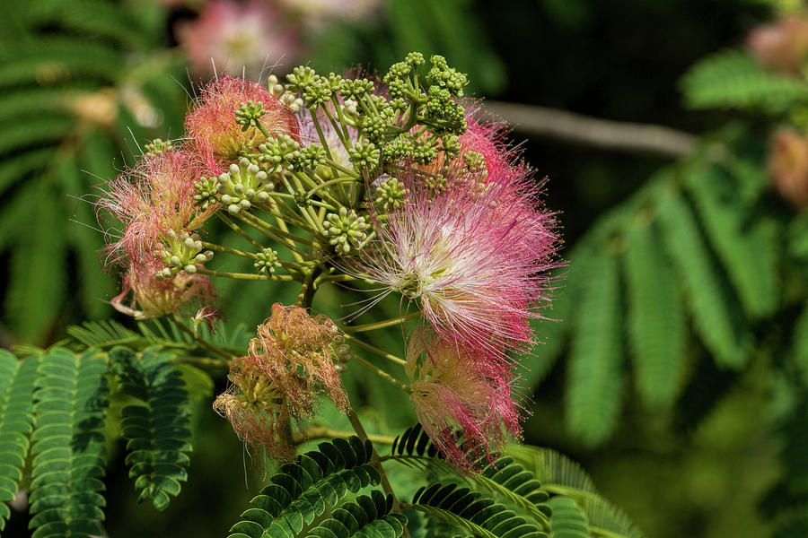 Mimosa Silk Tree of the South Photograph by Kathy Clark