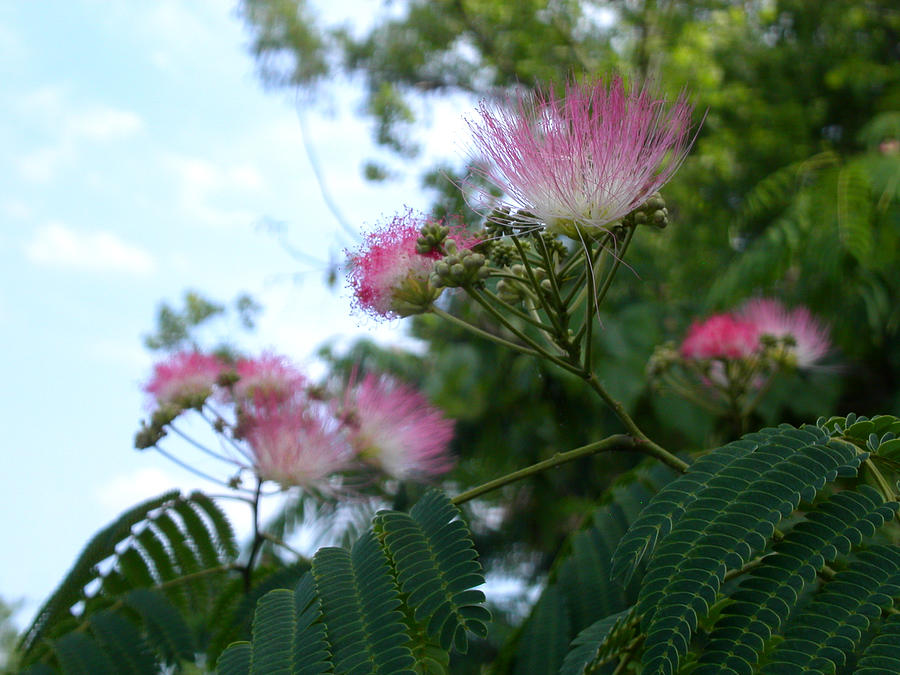 Mimosa sky Photograph by Anne Cameron Cutri