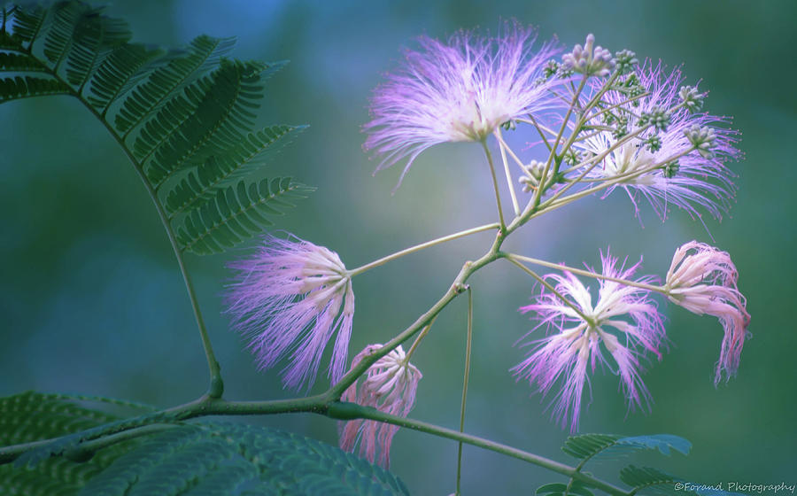 Mimosa Tree  Photograph by Debra Forand