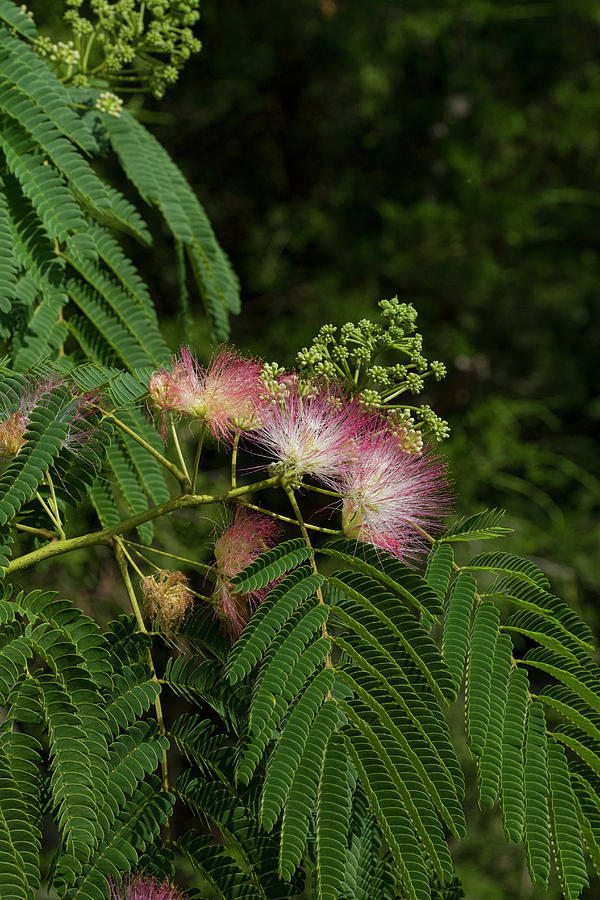 Mimosa Wildflower Silk Tree  Photograph by Kathy Clark