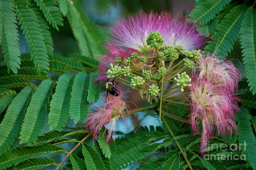 Arkansas Photograph - Mimosa2 by Steven Foster