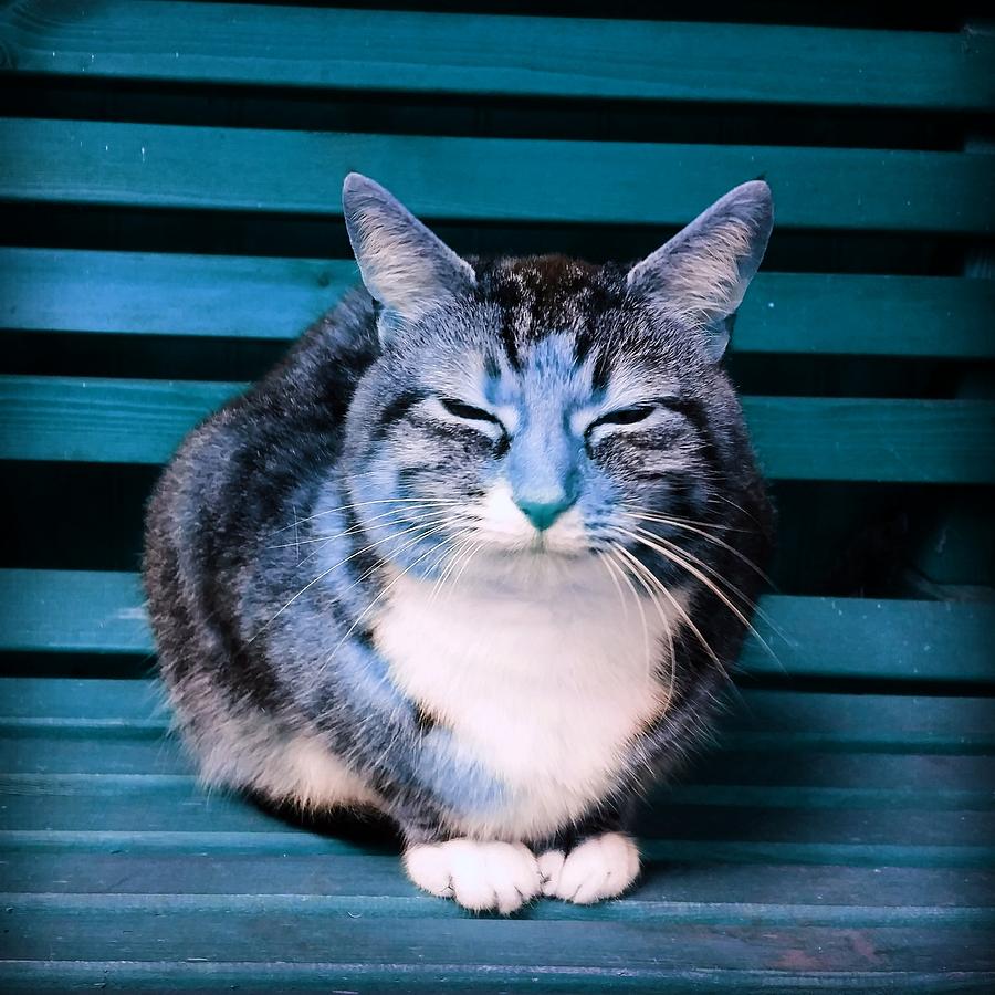 Cat Photograph - Mindful Cat in Aqua by Rowena Tutty