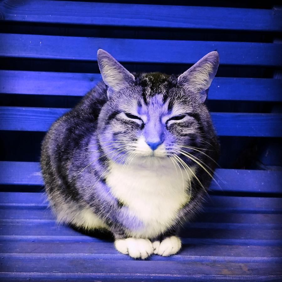 Cat Photograph - Mindful Cat in Electric Blue by Rowena Tutty