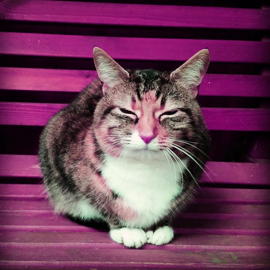 Cat Photograph - Mindful Cat in Pink by Rowena Tutty