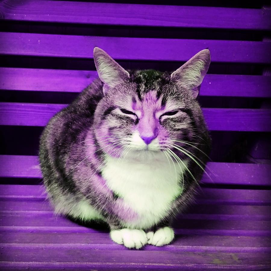 Cat Photograph - Mindful Cat in Violet by Rowena Tutty