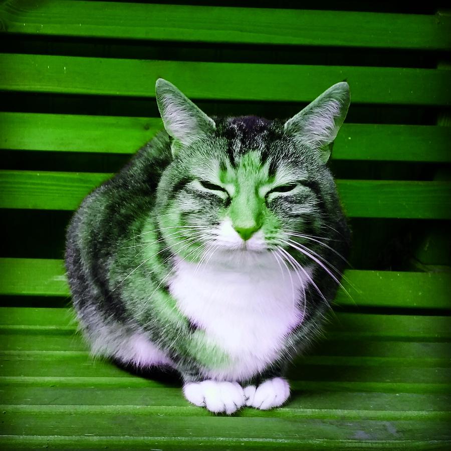 Cat Photograph - Mindful Cat in Vivid Green by Rowena Tutty