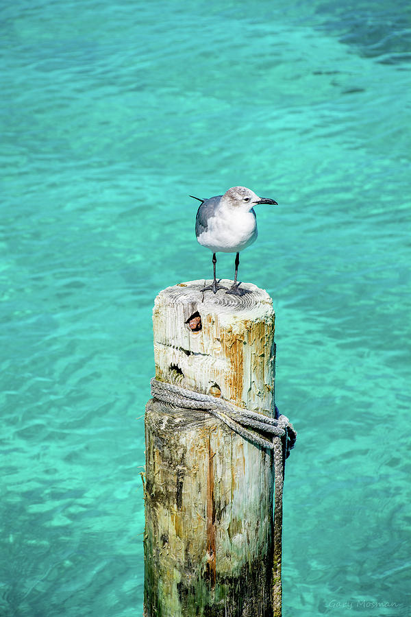 Seagull Photograph - Mine by Gary Mosman