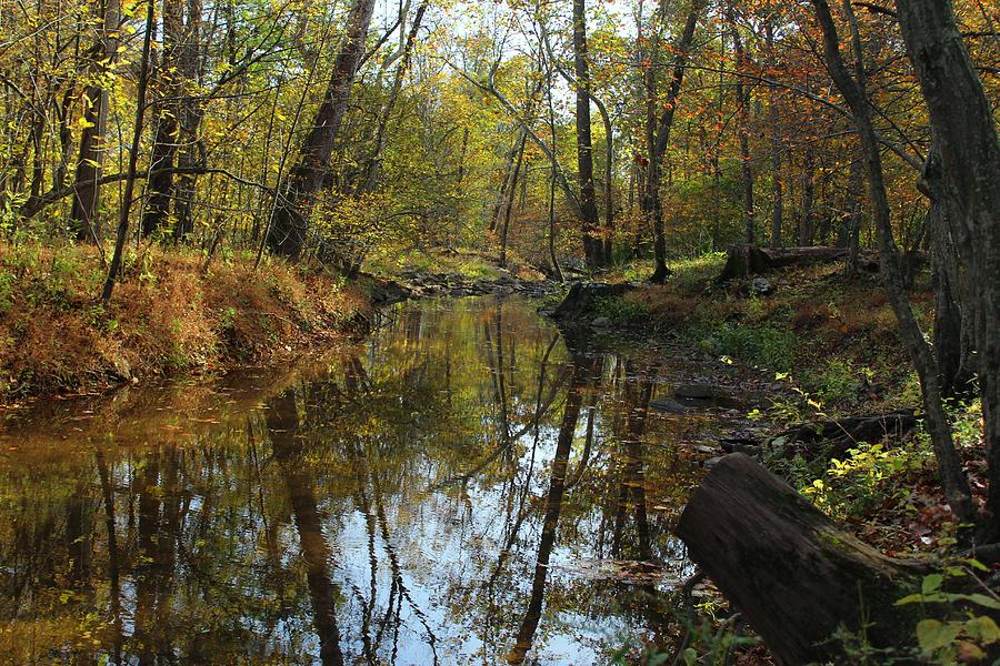 Mine Run Branch Photograph by Gordon Cain - Fine Art America