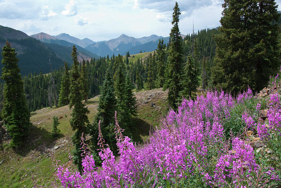 Mineral Basin Fireweed Landscape Photograph by Cascade Colors