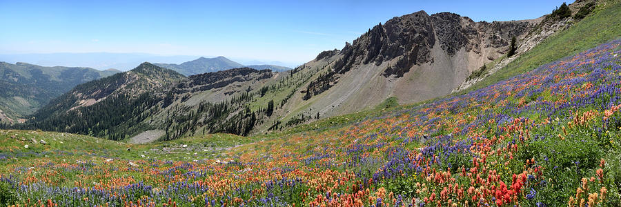 Mineral Basin Wildflower Panoramic Photograph by Brett Pelletier