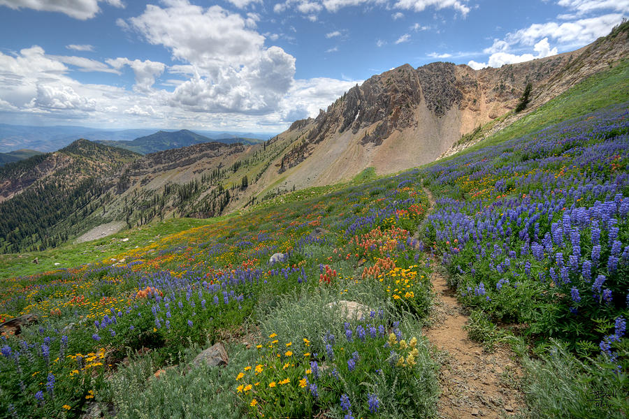 Mineral Basin Wildflowers Photograph by Brett Pelletier
