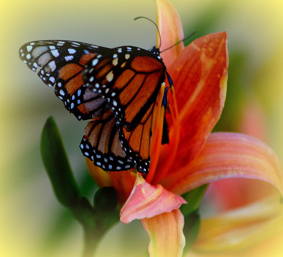 Mingle With A Monarch Photograph by Kimberly Woyak
