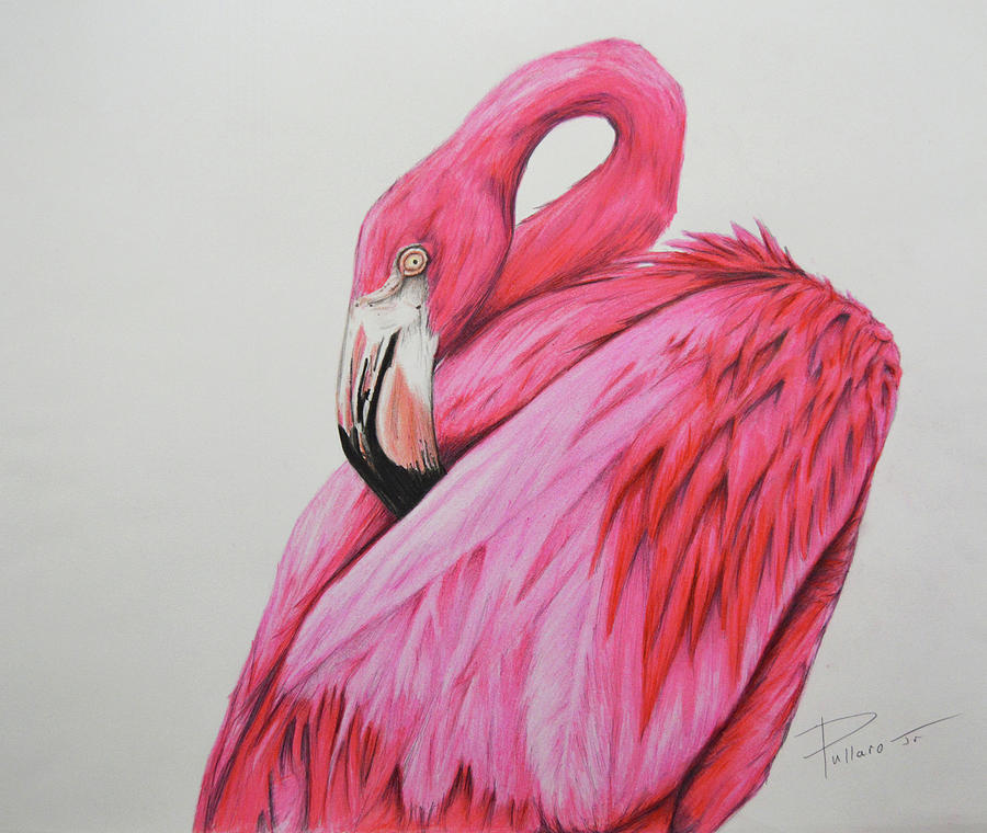 Flamingo Drawing - Mingo by William Pullaro Jr