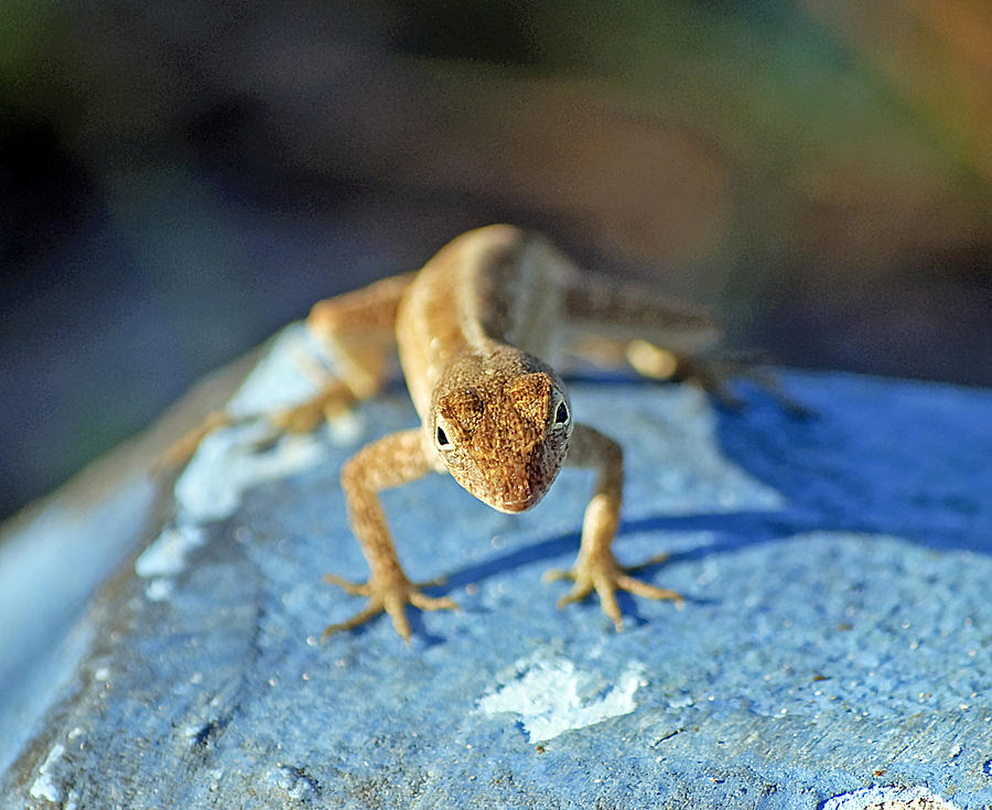 Wildlife Photograph - Mini Attitude by Kenneth Albin