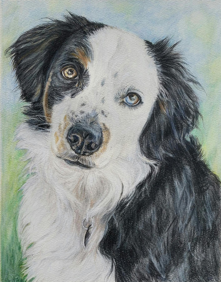 Mini Aussie Drawing by Pamela Post Fine Art America