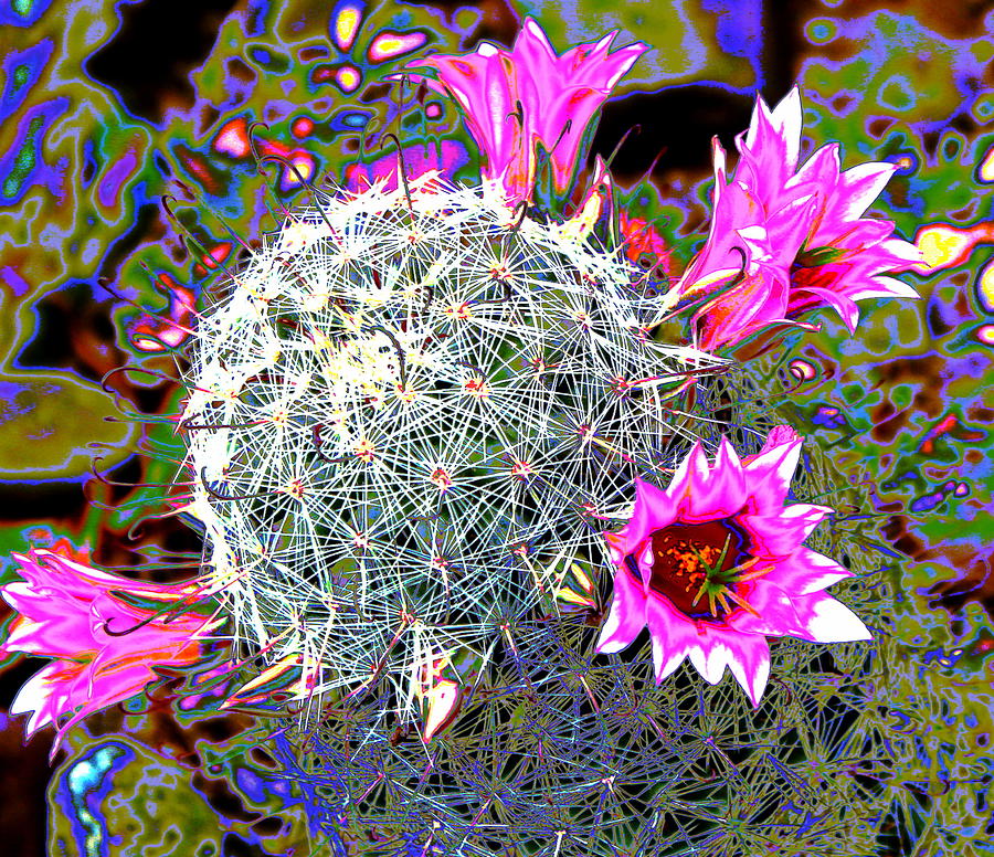 Mini Cactus Photograph by M Diane Bonaparte