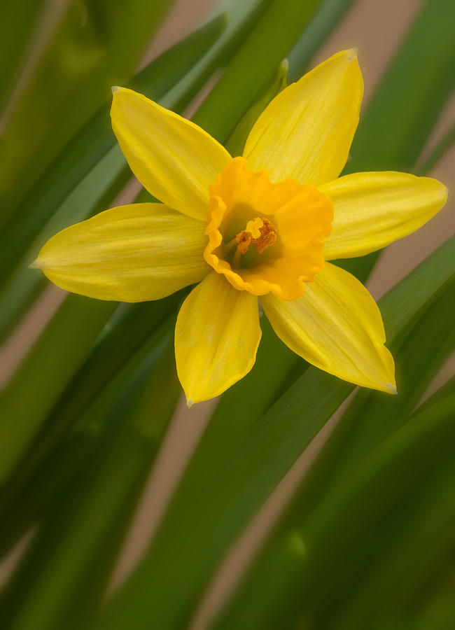 Mini Daff Photograph by Andreas Freund