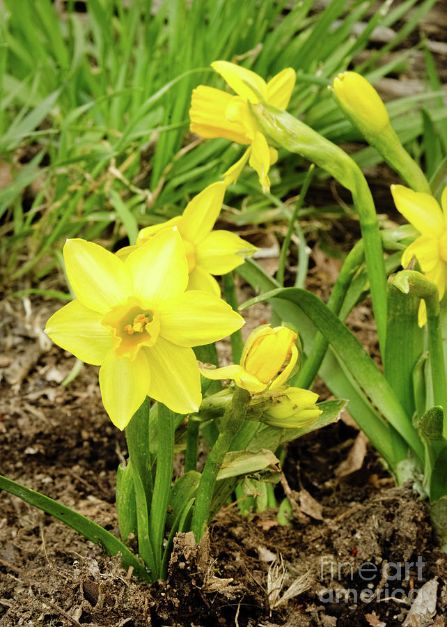 Mini Daffodils Photograph by Mellissa Ray