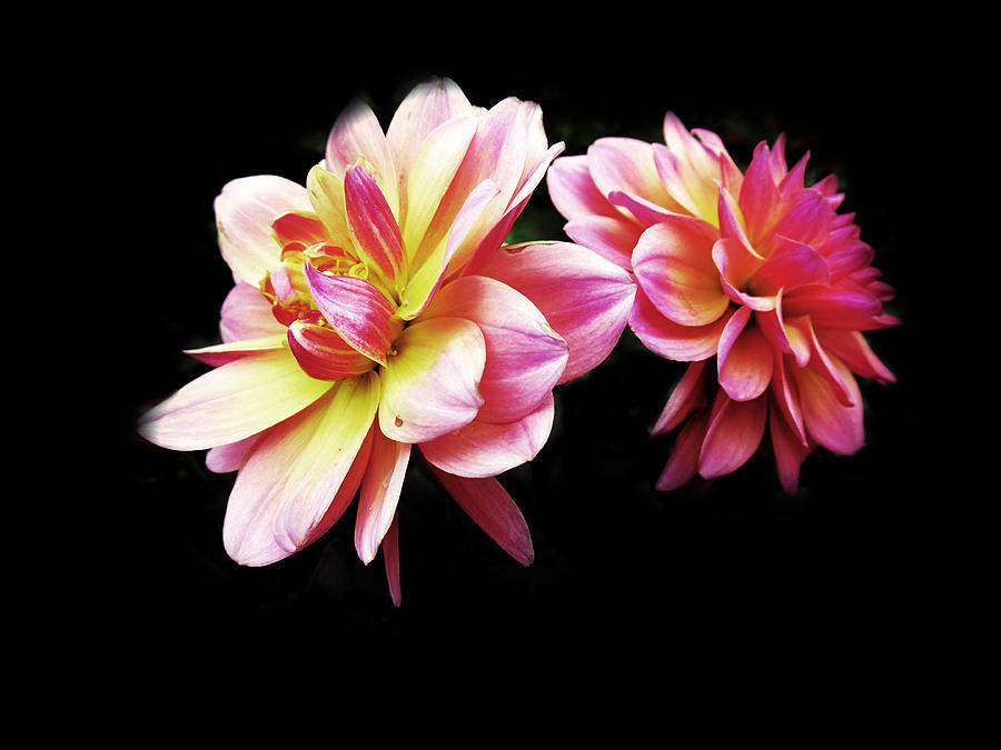 Flower Photograph - Mini Dahlias by Tina M Wenger