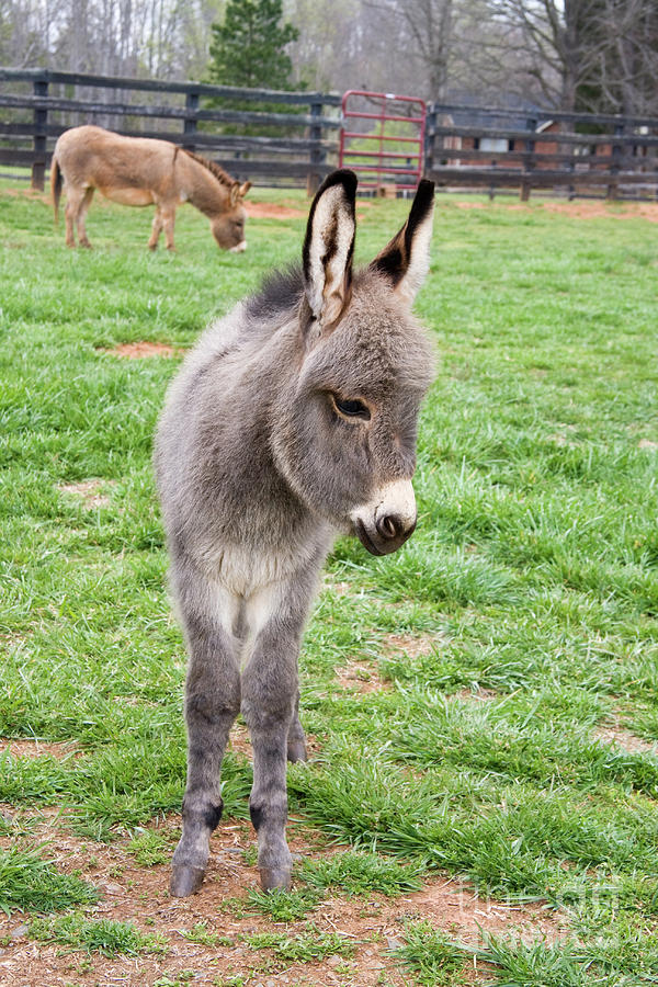 Mini Donkey Photograph by Jill Lang