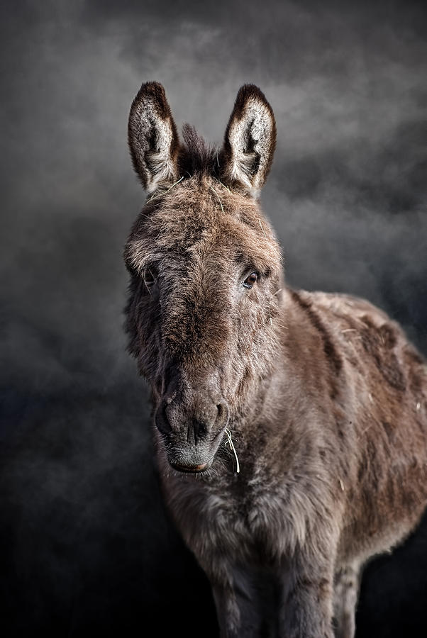Mini Donkey Photograph by Leah McDaniel