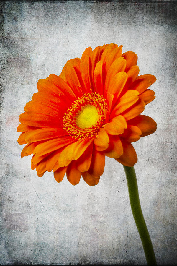 Mini Gerbera Orange Daisy Photograph by Garry Gay