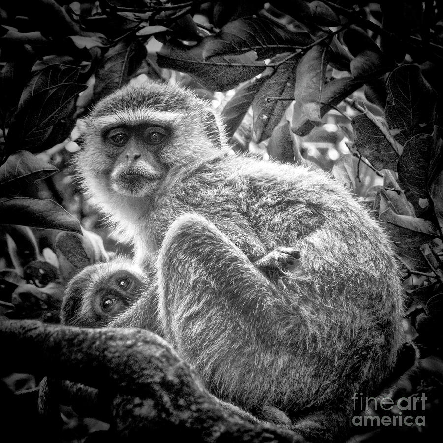 Mini Me Monkey Photograph by Karen Lewis