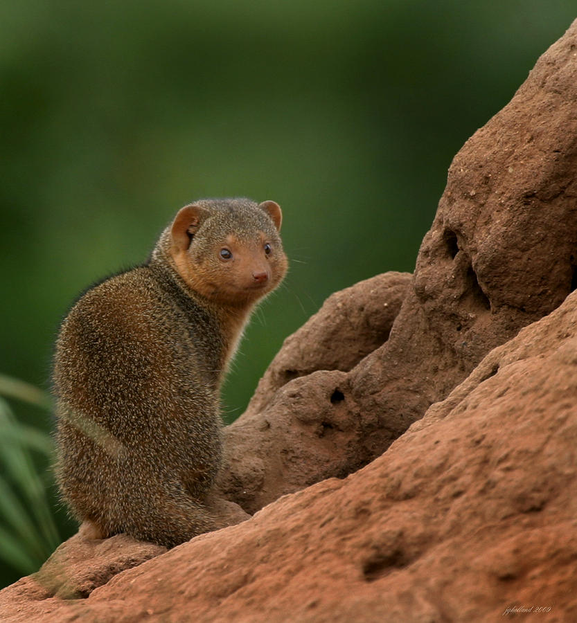 Mini Mongoose Photograph by Joseph G Holland