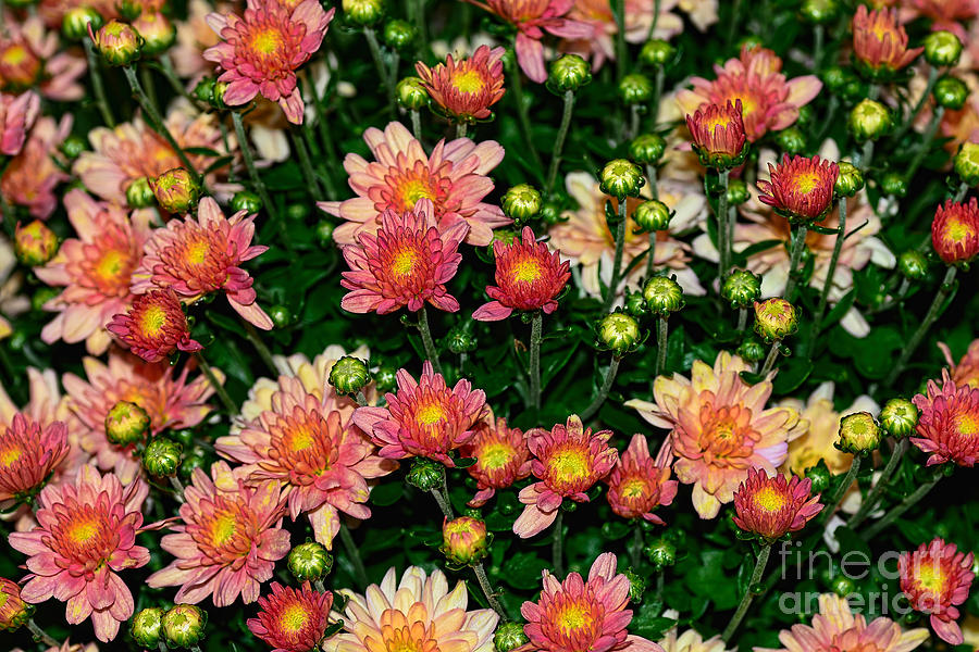 Flower Photograph - Mini Mums Autumn Tones by Kaye Menner by Kaye Menner